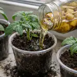 Banānu miza pārvērš trauslus stādus spēcīgos krūmos tieši uz palodzes bananu-miza-parvers-trauslus-stadus-specigos-krumos-tiesi-uz-palodzes.png