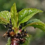 Ķiršu laputis pazudīs uz visiem laikiem pēc viena santīma farmaceitiskā produkta kirsu-laputis-pazudis-uz-visiem-laikiem-pec-viena-santima-farmaceitiska.png