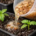 Maizes starteris liks stādiem augt divreiz ātrāk maizes-starteris-liks-stadiem-augt-divreiz-atrak.png