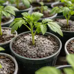 Mani stādi vienkārši pārvērtās pēc pirmās pavasara barošanas ar parastajiem pelniem mani-stadi-vienkarsi-parvertas-pec-pirmas-pavasara-barosanas-ar-parastajiem.png