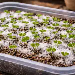 Šīs sezonas milzīgas zemeņu ražas no sēklām noslēpums sis-sezonas-milzigas-zemenu-razas-no-seklam-noslepums.png