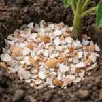 Spēcīgo stādu un lielo tomātu noslēpums slēpjas parastajās olu čaumalās specigo-stadu-un-lielo-tomatu-noslepums-slepjas-parastajas-olu-caumalas.png