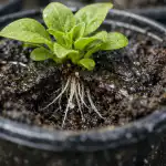 Galvenais petūnijas stādu nāves iemesls pavasarī slēpjas vienā detaļā galvenais-petunijas-stadu-naves-iemesls-pavasari-slepjas-viena-detala.png