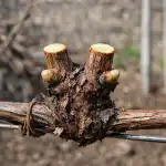 Galvenās atšķirības starp pavasara un rudens pieeju galvenas-atskiribas-starp-pavasara-un-rudens-pieeju.png