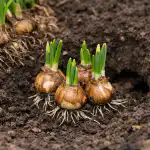 Kāpēc narcises ražo tikai lapas un kā tās atkal uzziedēt kapec-narcises-razo-tikai-lapas-un-ka-tas-atkal-uzziedet.png