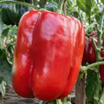 Milzu paprikas noslēpums slēpjas vienā vienkāršā barošanā. milzu-paprikas-noslepums-slepjas-viena-vienkarsa-barosana.png