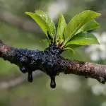 Plūmes no laputīm glābjam pavasarī, izmantojot pārbaudītu vecmodīgu metodi bez ķimikālijām plumes-no-laputim-glabjam-pavasari-izmantojot-parbauditu-vecmodigu-metodi-bez.png