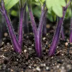 Violetie tomātu kāti norāda uz slēptu uztura problēmu violetie-tomatu-kati-norada-uz-sleptu-uztura-problemu.png